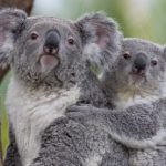 san-diego-zoo-koalas