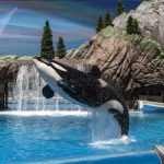 seaworld-san-diego